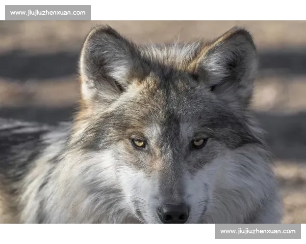 狼vs强敌生存对决策略心理与团队协作全面解析野性进化博弈实录